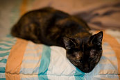 Sleepy Mixi (aka Torpedo Cat)